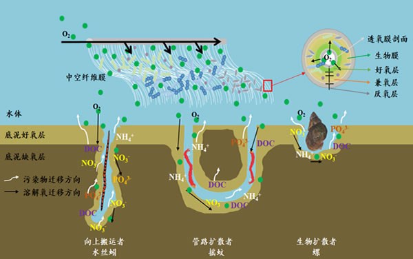 底栖动物+微纳米曝气与无泡透氧生物膜耦合强化脱氮控磷技术工艺包与产品
